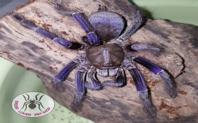 OMOTHYMUS VIOLACEOPES (LAMPROPELMA VIOLACEOPES) / SINGAPORE BLUE TARANTULA - SLING